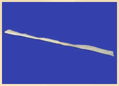Gracilis Tendon